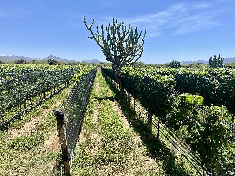 Viñedos de la finca Esther Ortiz, de Campos de Solana, junto al río Santa Ana