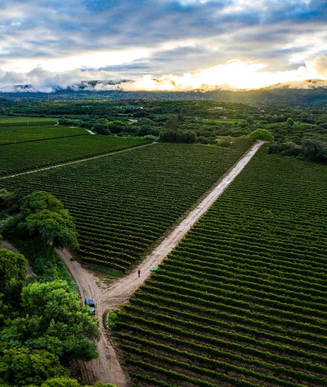 Vista aérea de viñedos de Tarija durante la vendimia