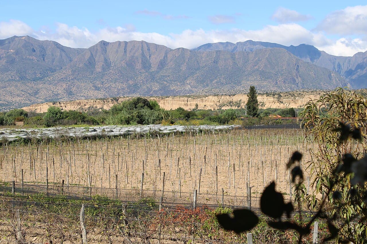 Parrales en reposo invernal de la hacienda Casa Vieja, Uriondo