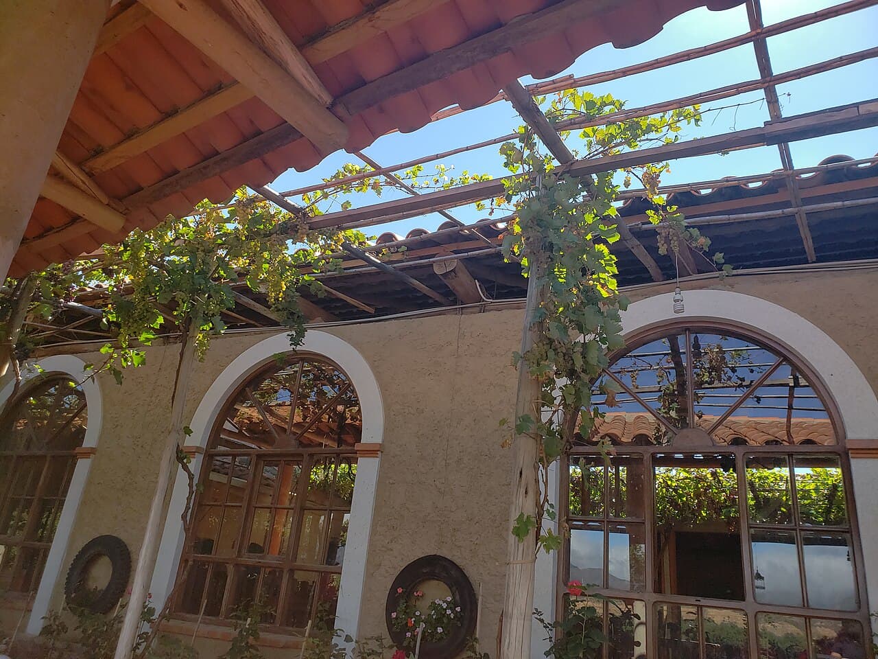 Parrales de uva en el Valle de la Concepción