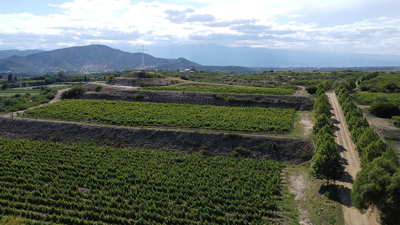 Viñedos de la Hacienda Kohlberg en el valle de Santa Ana, Tarija